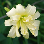 Hemerocallis Double Old Ivory